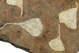 Eleven Fossil Ginkgo Leaves From North Dakota - Paleocene #262661-3